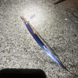 大サバ釣れすぎ注意