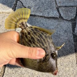 翼港でカワハギ狙い