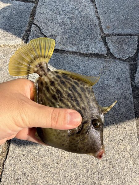 翼港でカワハギ狙い