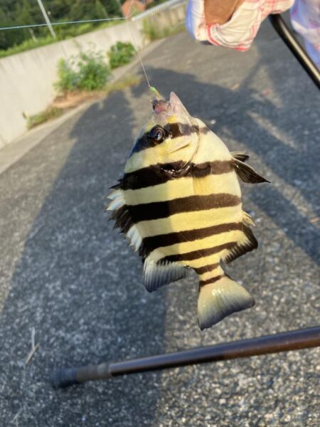 サヨリの大群が