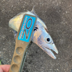 朝マズメの太刀魚釣りで4匹GET