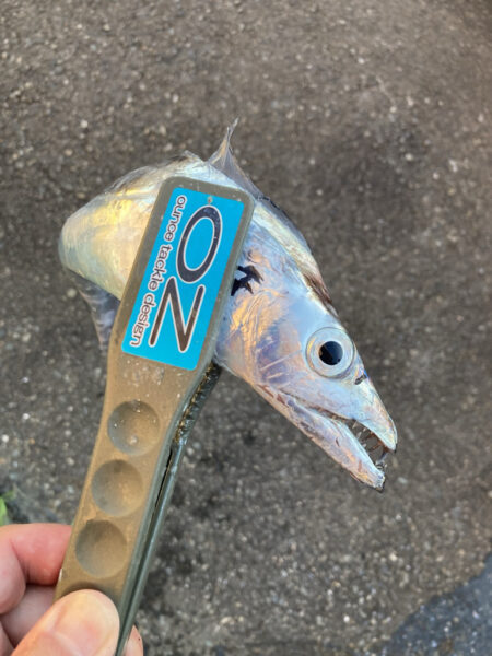 朝マズメの太刀魚釣りで4匹GET