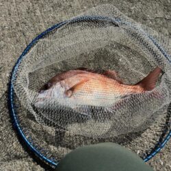 久々の投稿、平磯で真鯛