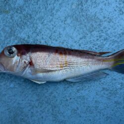 アマダイ釣り