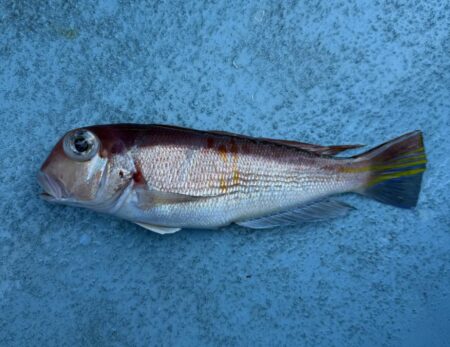 アマダイ釣り