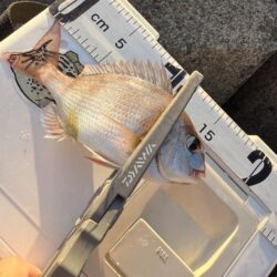 久しぶりのキス釣り