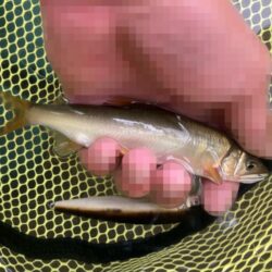 群れ鮎崩し炸裂！最下流域で28本のリベンジ達成！(北茨城市)