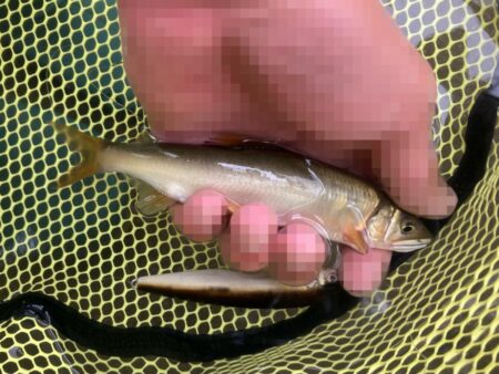群れ鮎崩し炸裂！最下流域で28本のリベンジ達成！(北茨城市)