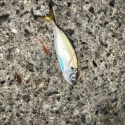 タチウオ調査からのアジング