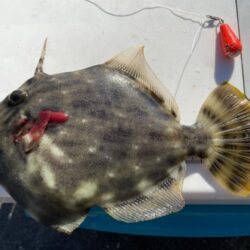 シロギスタ:カワハギ狙いの離島沖堤防