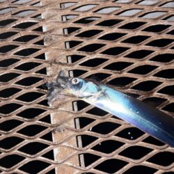 小島養魚場でタチウオ