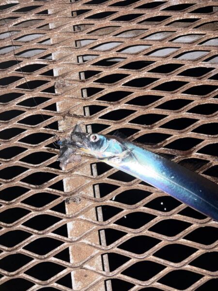 小島養魚場でタチウオ