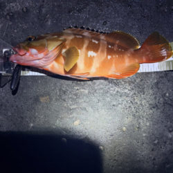 根魚釣行