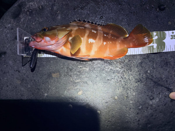 根魚釣行