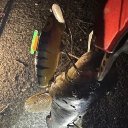 秋祭り後のナマズ