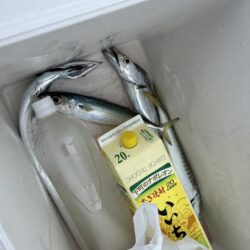タチウオ狙いで