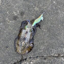 昼間エギング