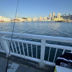 大潮の太刀魚釣り🎣