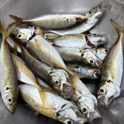 サビキでアジ、サバ好調です!