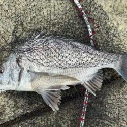 イチノ兄弟、釣果！