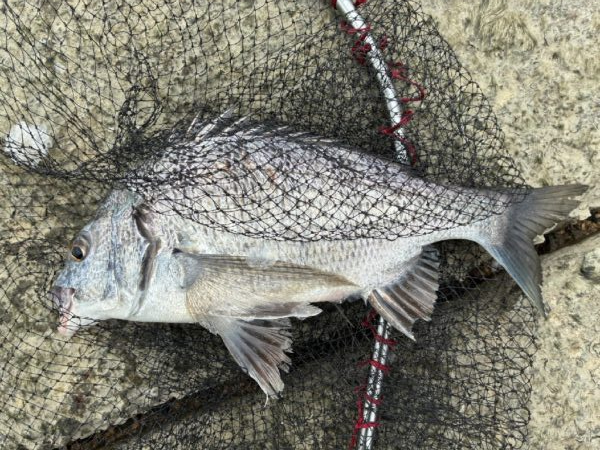 イチノ兄弟、釣果！