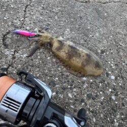 鳥を取って、イカを釣って行くｩ 8th