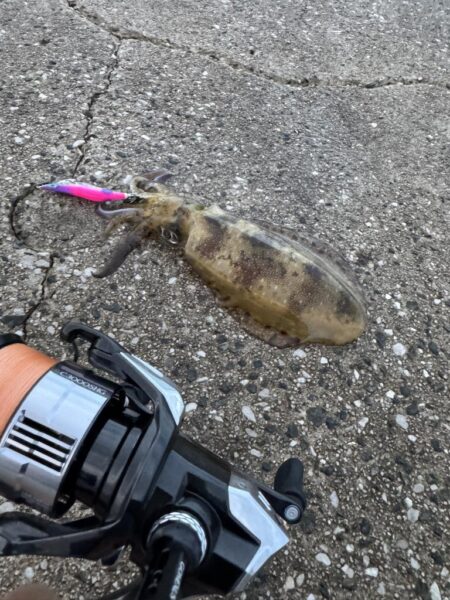 鳥を取って、イカを釣って行くｩ 8th