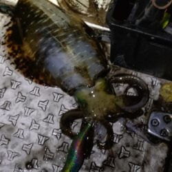 小潮なんざ関係無いティップラン
