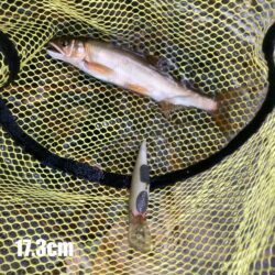 爆風かわし価値ある10本!地蔵作戦アユイング (北茨城市)