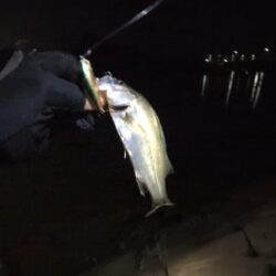 スズキの調査釣行