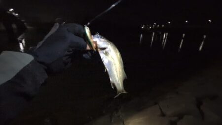 スズキの調査釣行