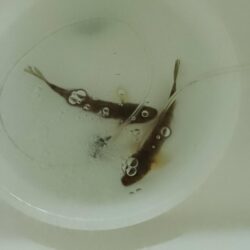 マハゼ穴釣り