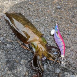 沢山釣れました。