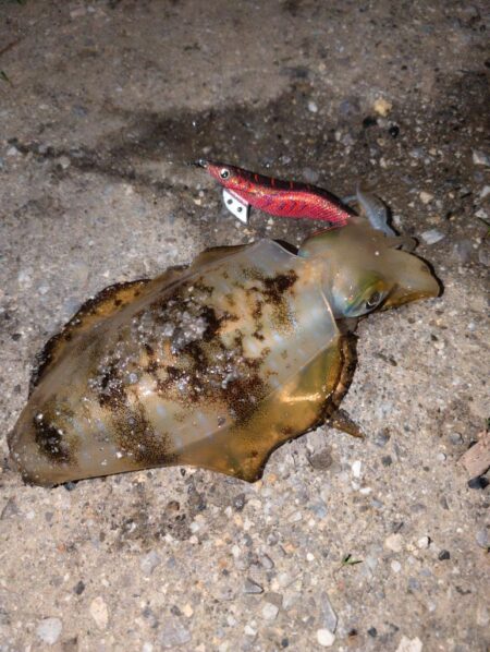 エギングからのブッコミ釣り