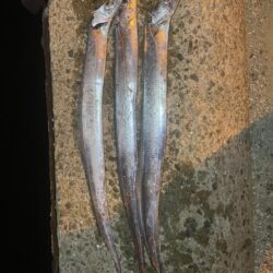 明石釣行 テンヤとエギング
