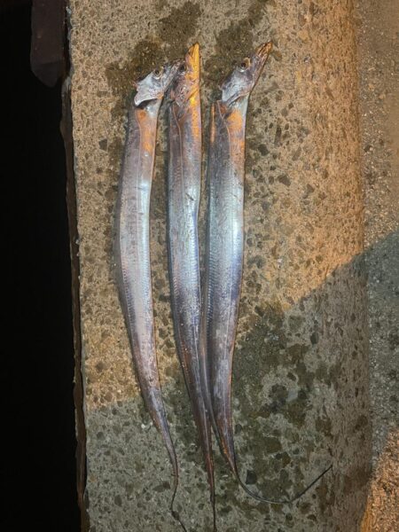 明石釣行 テンヤとエギング