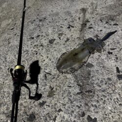 アオリイカ
