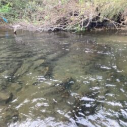 ボウズ回避！耐え忍ぶ地蔵作戦アユイング (北茨城市)