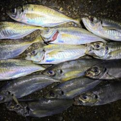 タチウオ