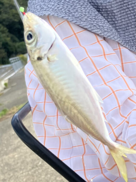 サヨリいっぱいいる
