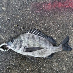 チヌ2枚 活性高いです