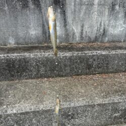 ハゼ釣り