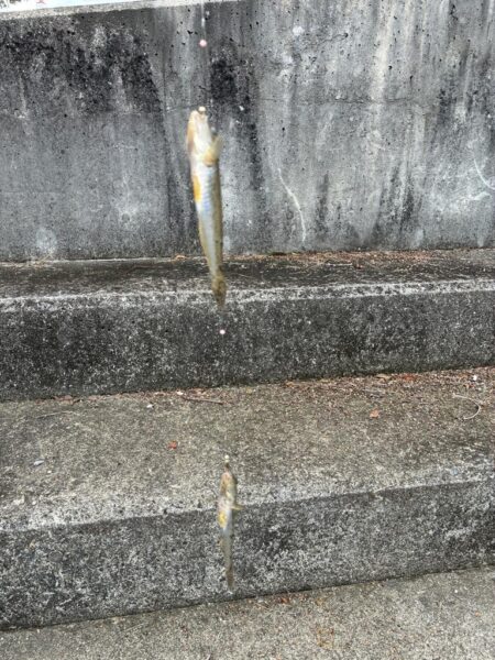 ハゼ釣り
