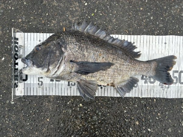 イチノ兄弟、釣果！