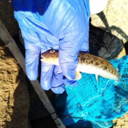 マハゼ穴釣り