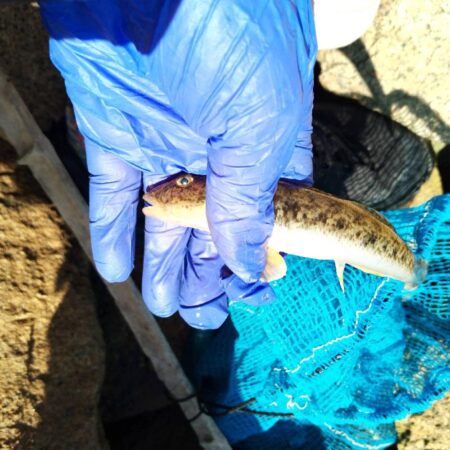 マハゼ穴釣り
