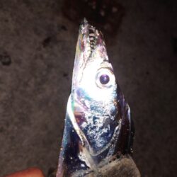 引き釣り 5