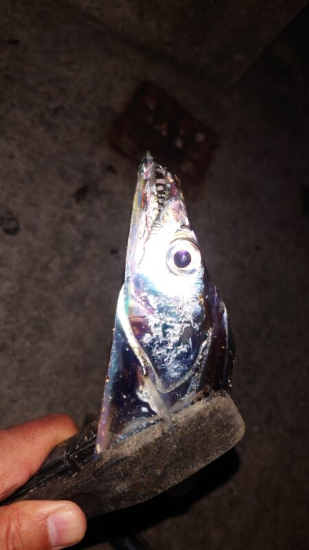 引き釣り 5