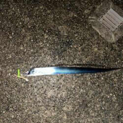 タチウオ釣り