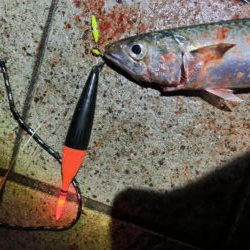 魚種豊富な六甲マリンパーク